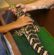 子ワニ