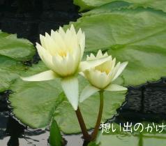 植物園で