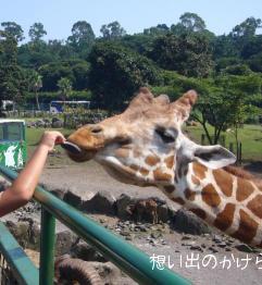 エサやり