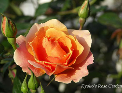 roiyal