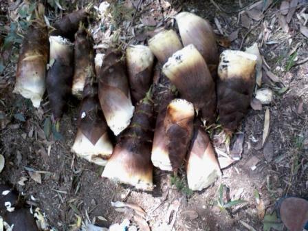 たけのこ１１．１