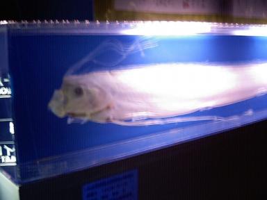 リュウグウノツカイ