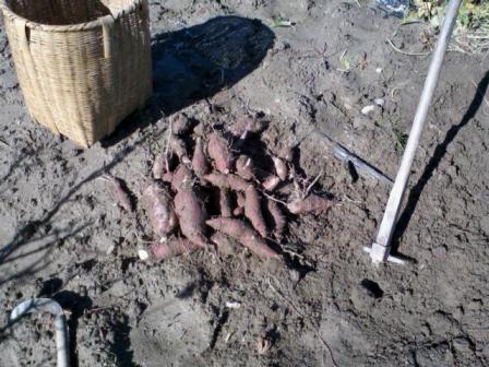 サツマイモ　１０