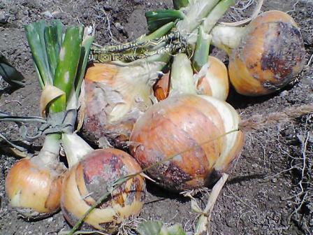 玉ねぎ２