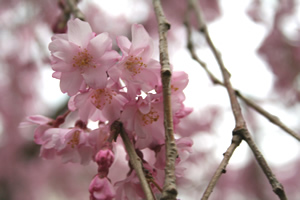 馬屋近くのしだれ桜？