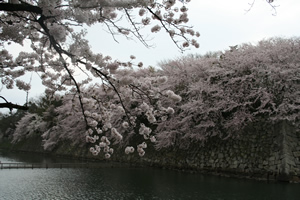 彦根城のお堀の桜