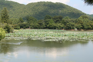 大覚寺大沢池