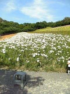 かすい百合の園２