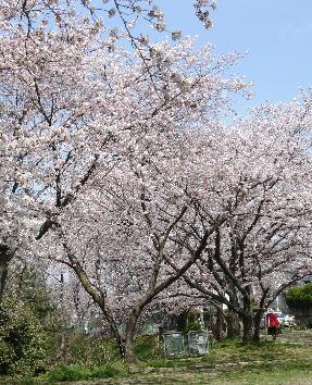 桜３