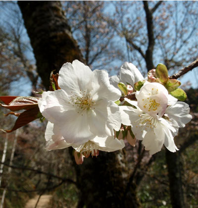 たいはく