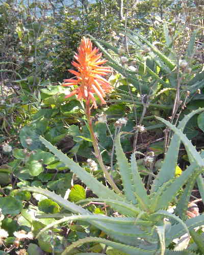 アロエの花