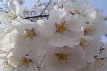 桜１