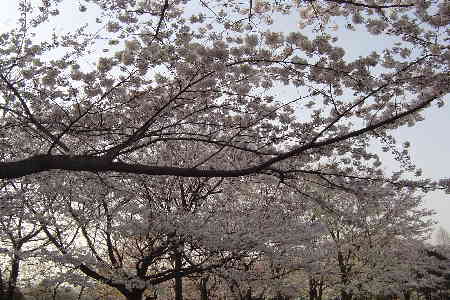 桜３