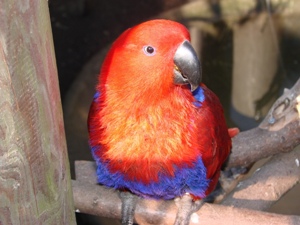 動物園の鳥