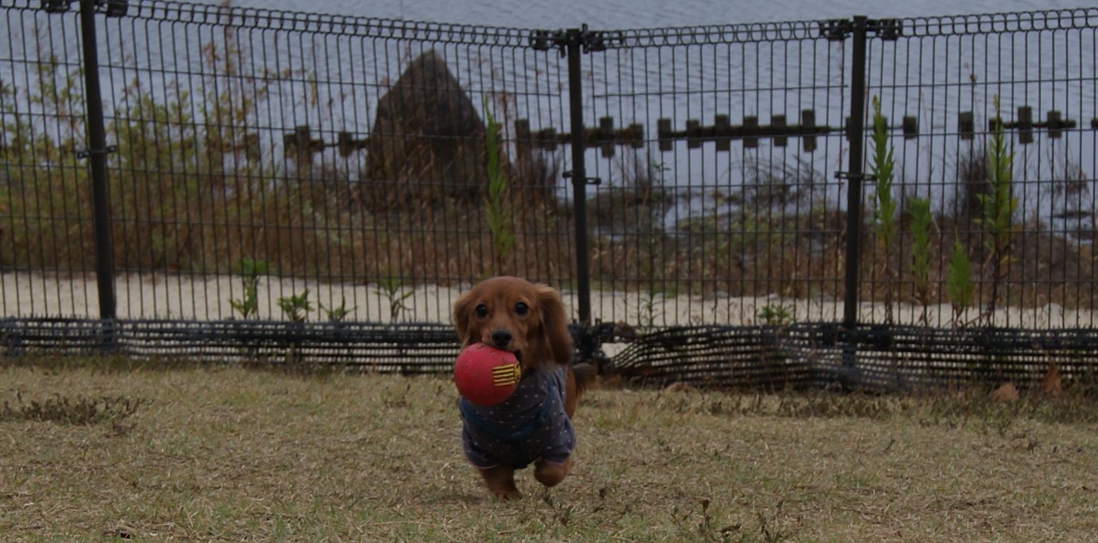 ボーのためならどこまでもはしれゆんだからー！