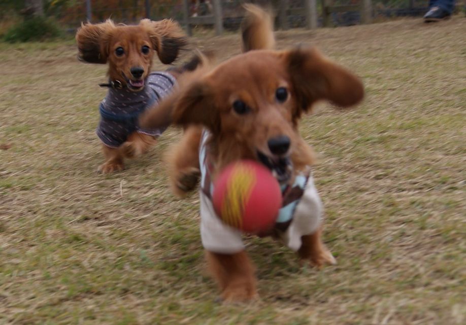 まって!まって!あたちのよ!!!
