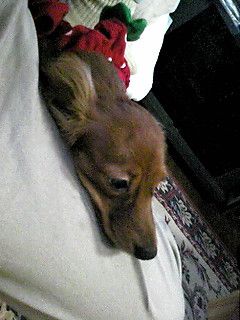 あたち、みんなにだっこされてばっかりであるかないからふとゆんだわ。