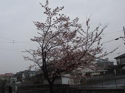 2010桜3