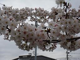 2010桜5