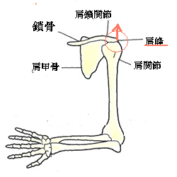 肩