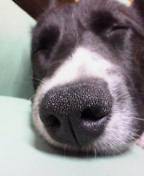 レオちゃん鼻アップ