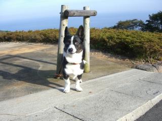 めずらしくカメラ目線