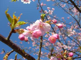 つぼみがかわいい