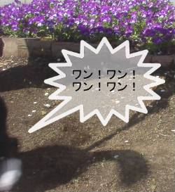 ワン！ワン！ワン！ワン！