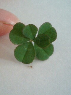 六葉のクローバー