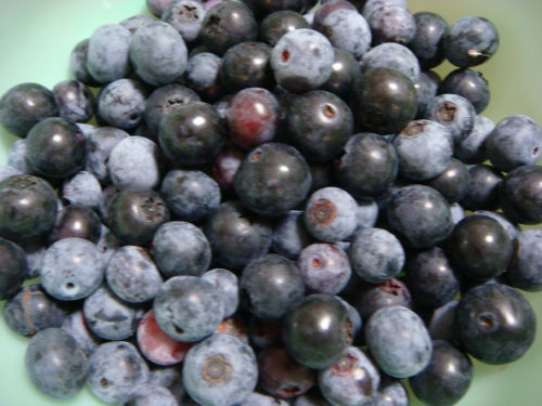 ブルーベリー_20090726.jpg