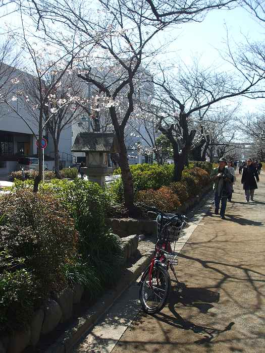 鎌倉　鶴岡八幡宮　参道の桜