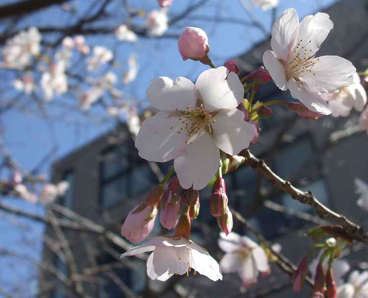 鎌倉　鶴岡八幡宮　参道に咲く桜