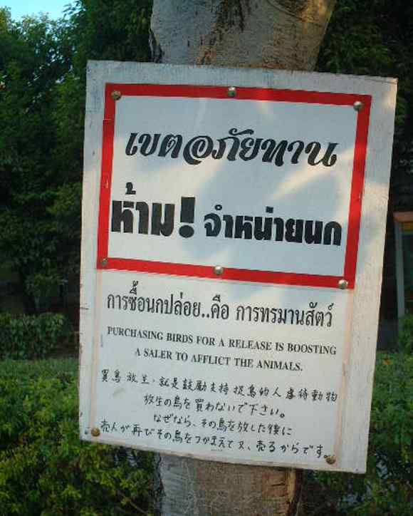 朝のチェンマイ 寺の境内 放生について