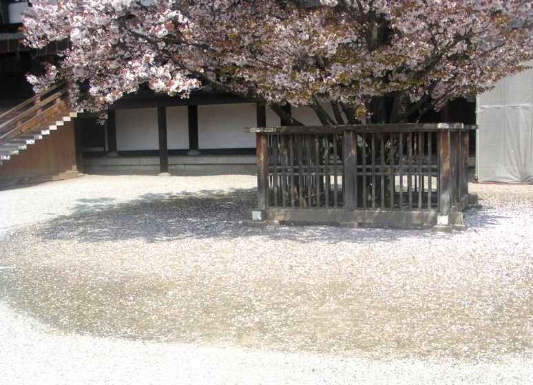 京都御所の桜３