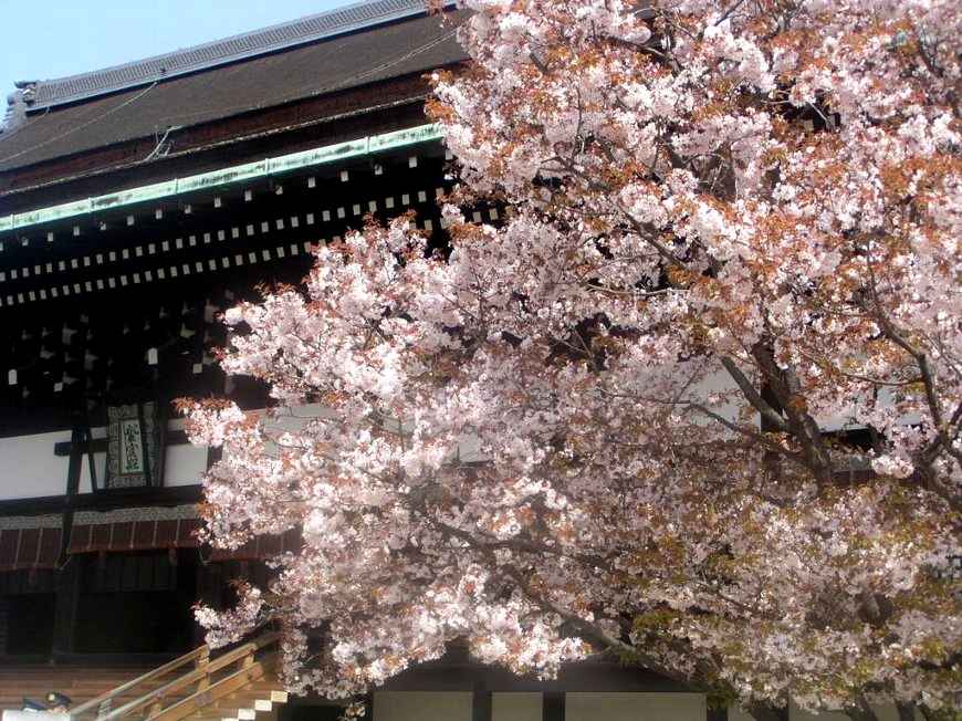 京都御所の桜４