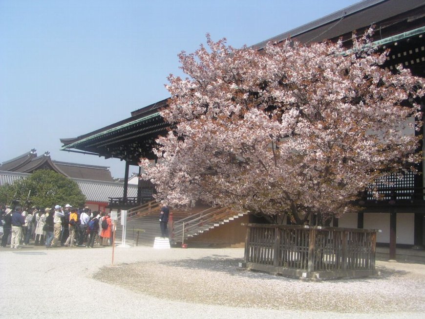 京都御所の桜５