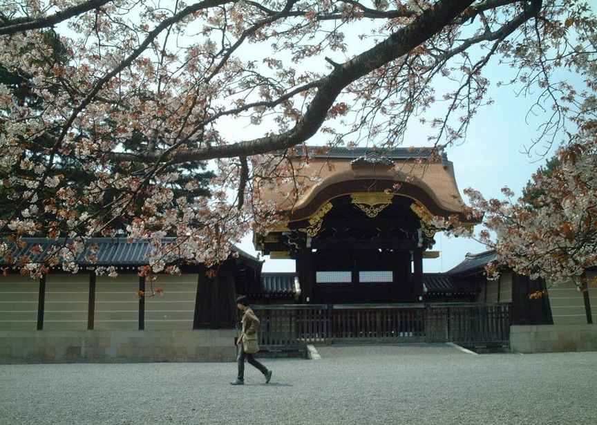 京都御所の桜６