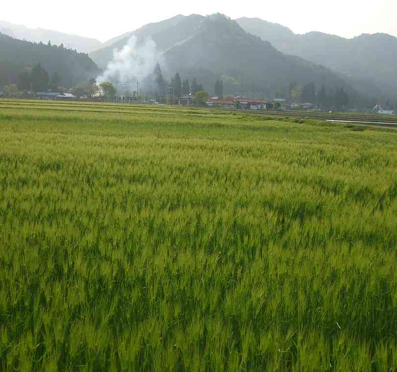 ４月の里山風景６