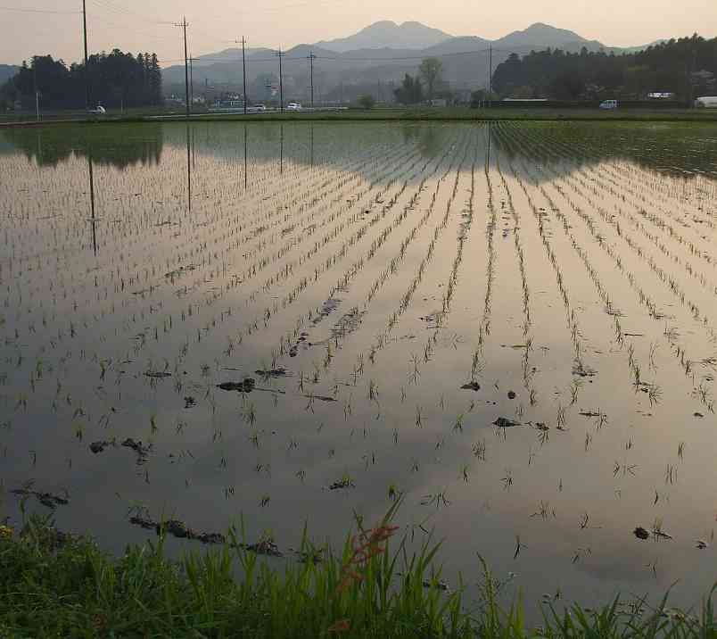 ４月の里山風景７