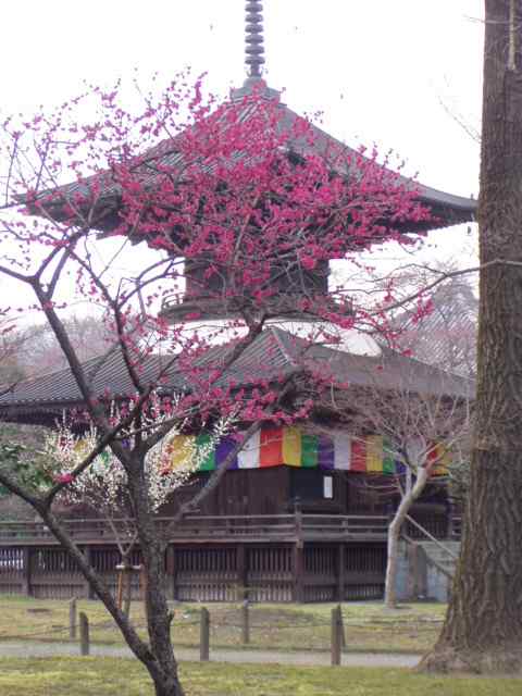 「ばんな寺」の紅梅。桜のつぼみも膨らんでいます。