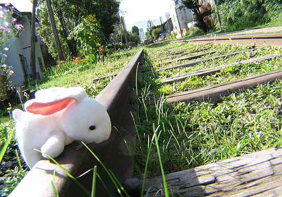 小樽の廃線跡でうさぎが遊ぶ