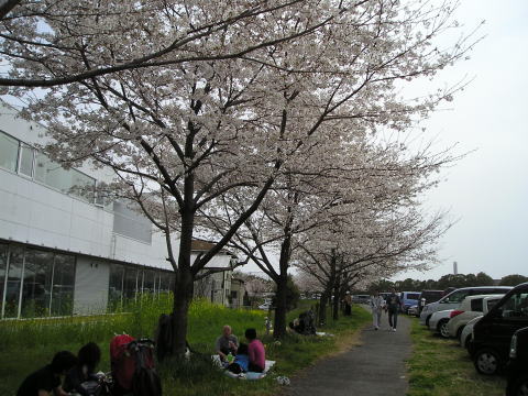 スパイス王国の周りの桜