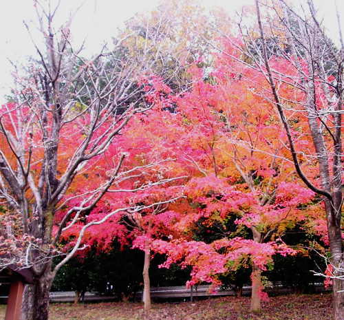 美野里パーキングエリア（上り）にて　紅葉