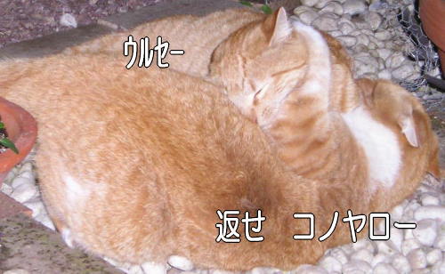 キャットニップ争奪戦