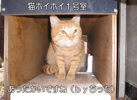 猫ホイホイとちっち