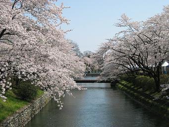 sakura9.JPG