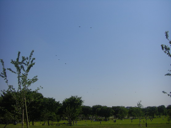 080506舎人公園散歩 089aa.jpg