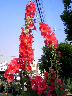 公園に咲いていた花