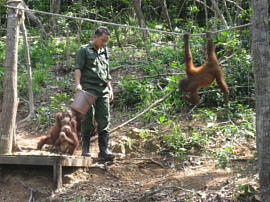 餌をもらうオランウータン達