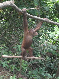 近くまで来てくれたオランウータン